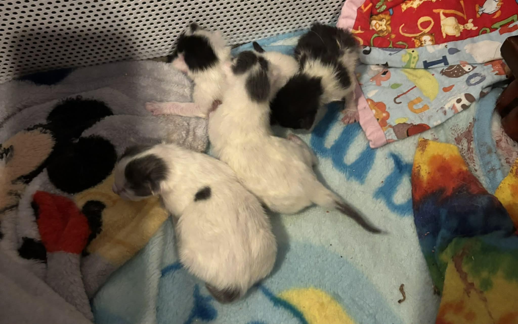 Enlarge Kittens, a ADOPTABLE Domestic Short Hair in Westfield, MA image 1/1