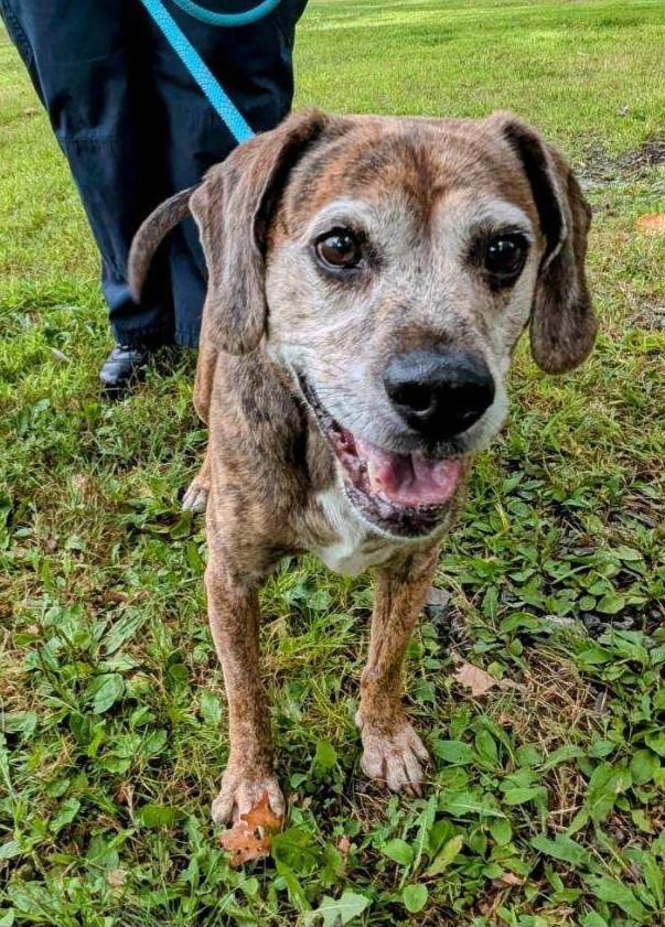 Enlarge Joey Tribbiani, a other mixed breed in Newburgh, NY image 1/2