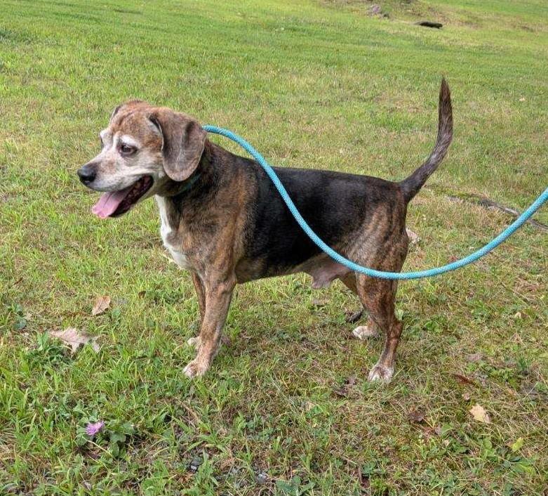 Enlarge Joey Tribbiani, a other mixed breed in Newburgh, NY image 2/2