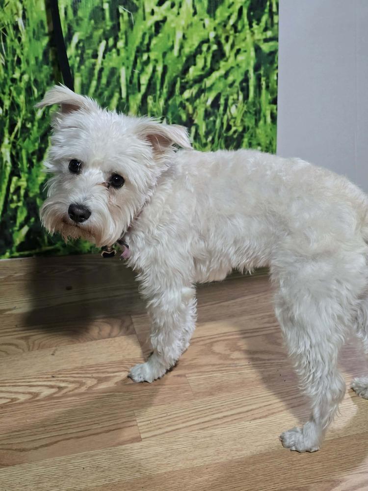 Jessie, Adoptable, Young Female Schnauzer & Maltese.