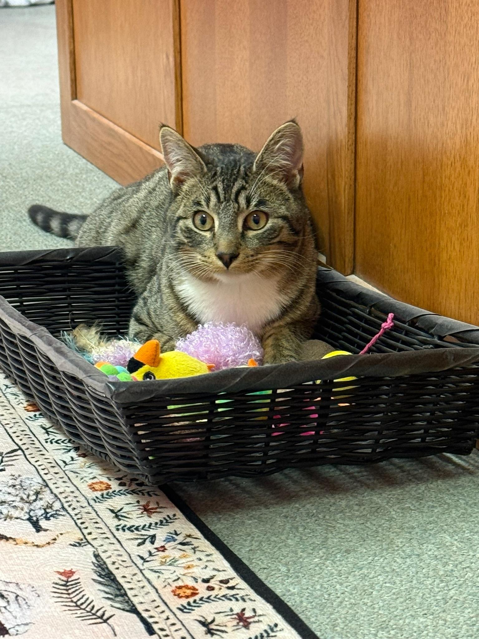 Rodrigo, ADOPTABLE, Young Male Domestic Short Hair.