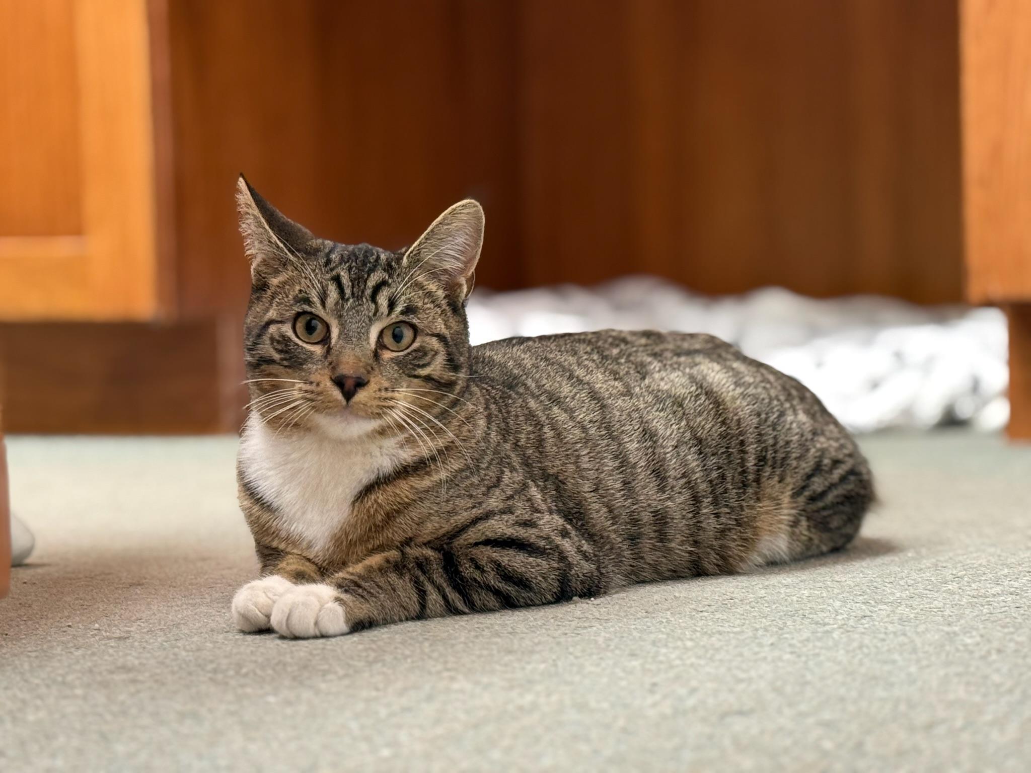 Enlarge Rodrigo, a ADOPTABLE Domestic Short Hair in Louisville, OH image 3/3