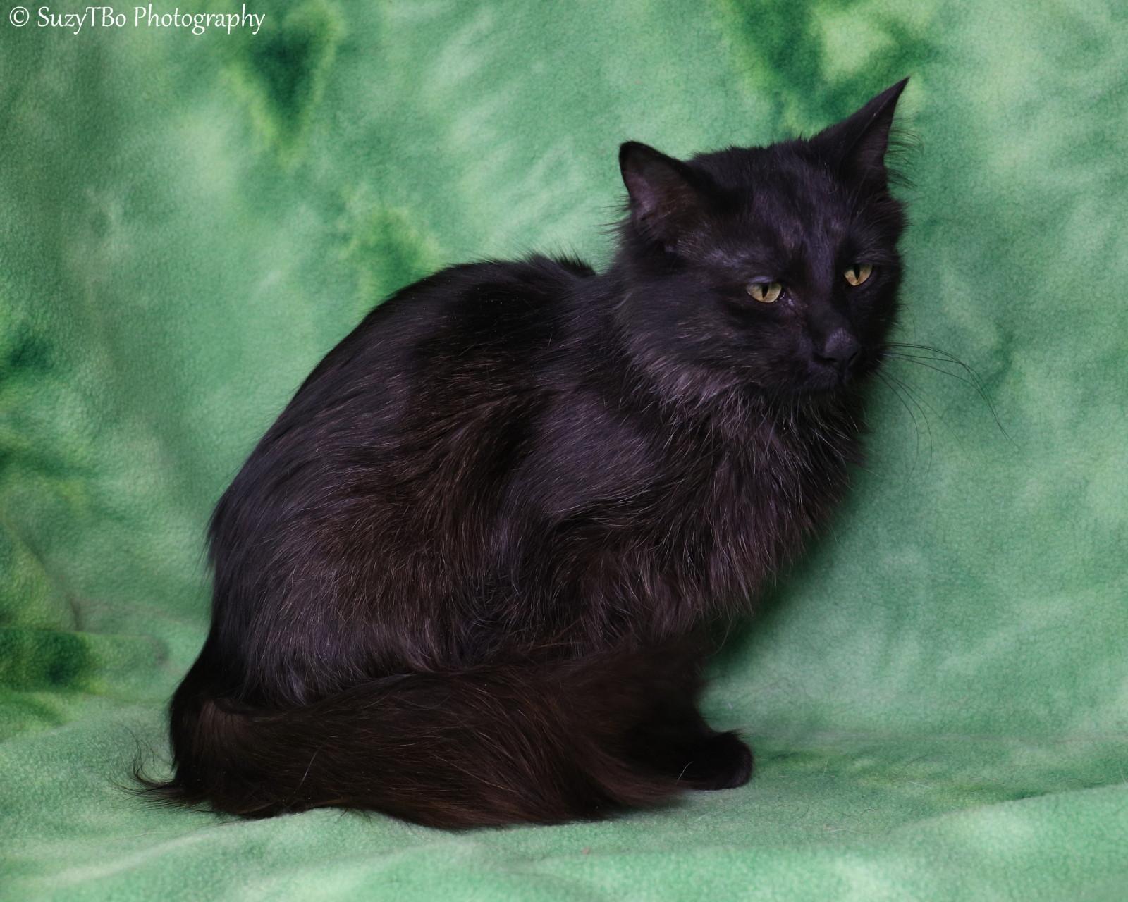 Enlarge Allie, a ADOPTABLE Domestic Long Hair in Montrose, CO image 3/3