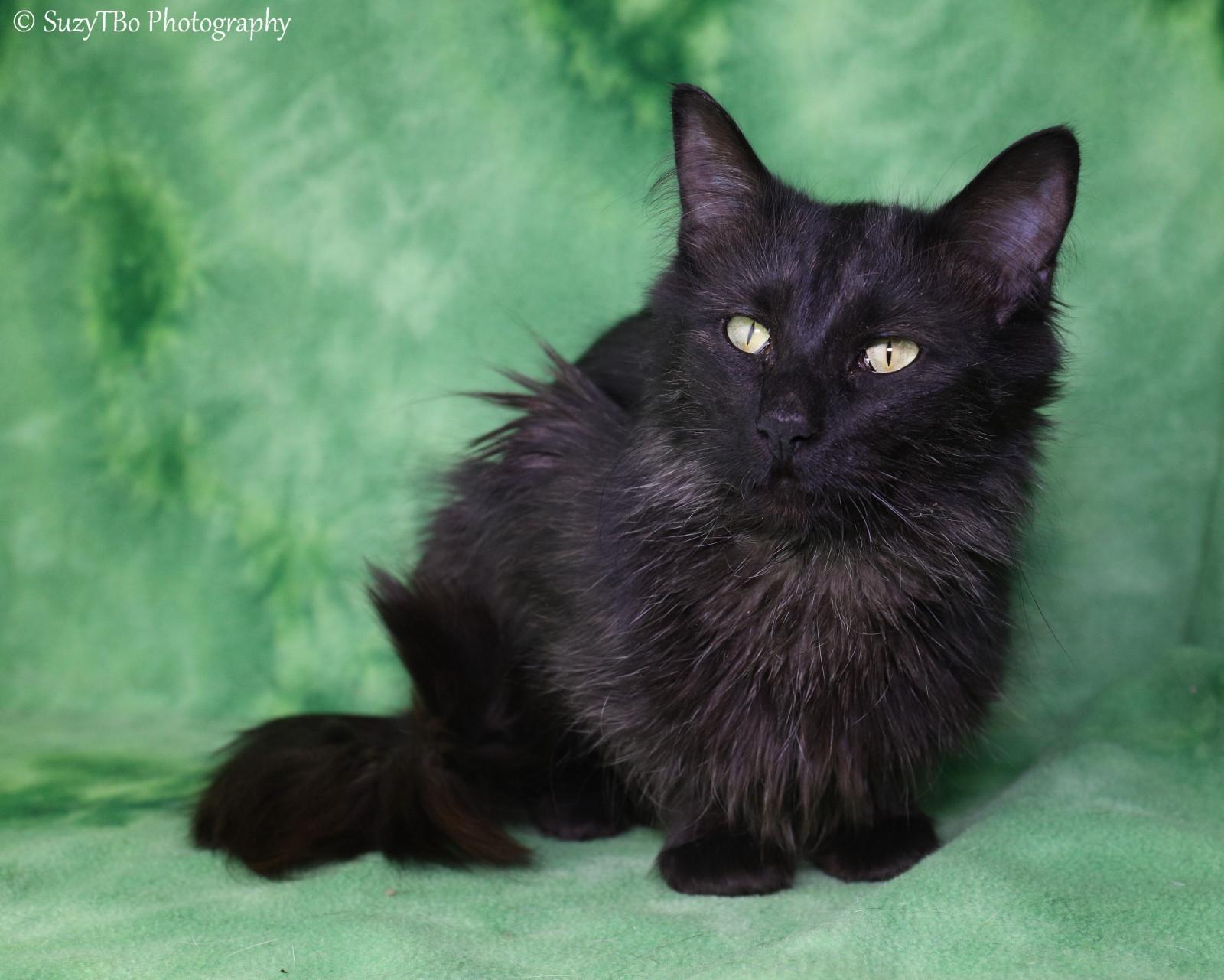 Allie, ADOPTABLE, Young Female Domestic Long Hair.