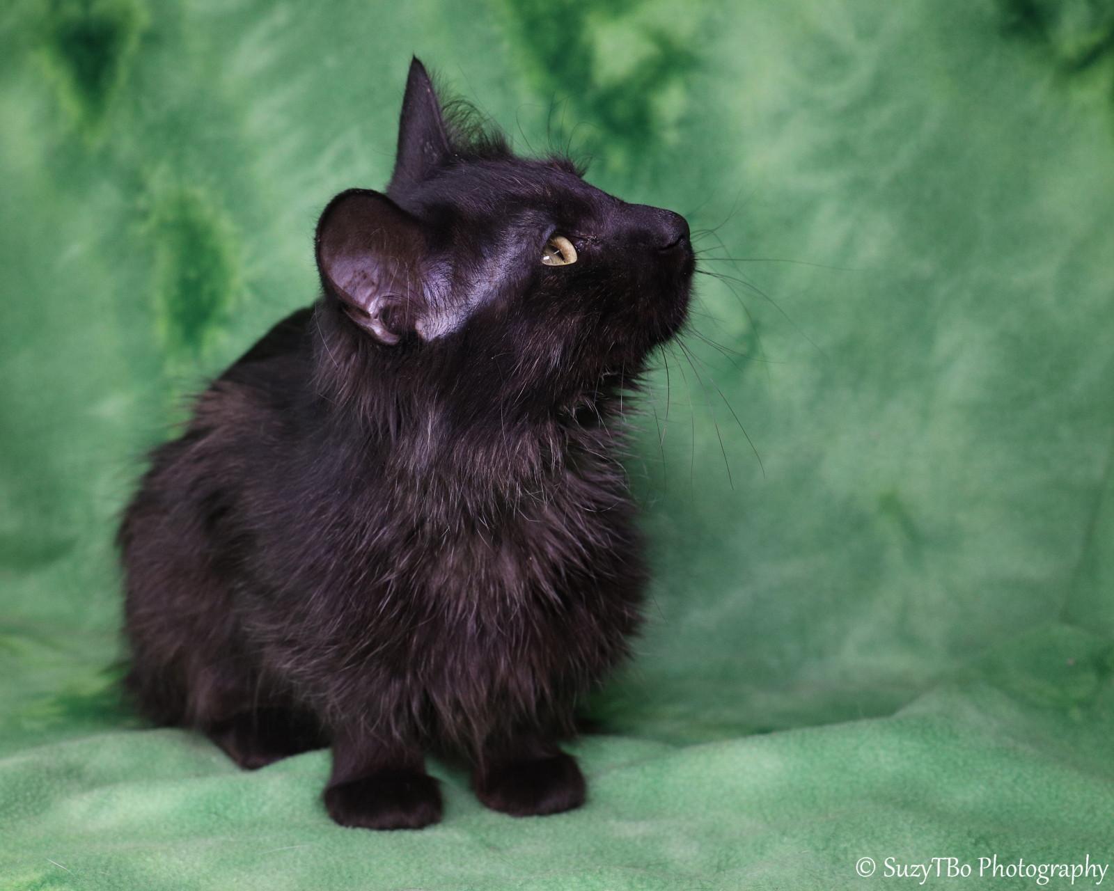 Enlarge Allie, a ADOPTABLE Domestic Long Hair in Montrose, CO image 2/3