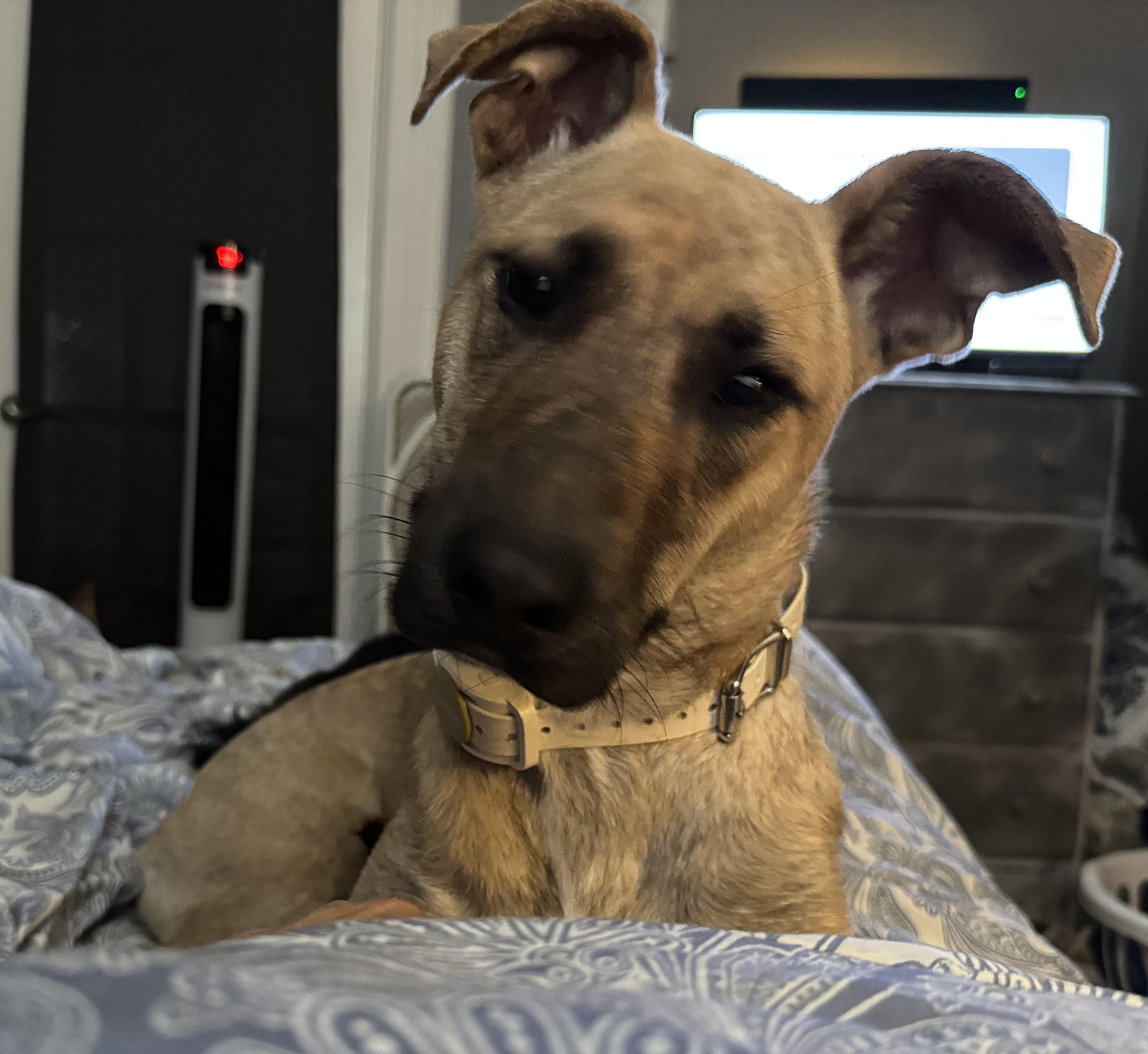 LILY, a Adopted mixed breed in Westmont, IL image 4/6