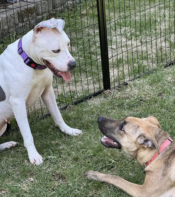 LILY, a Adopted mixed breed in Westmont, IL image 5/6