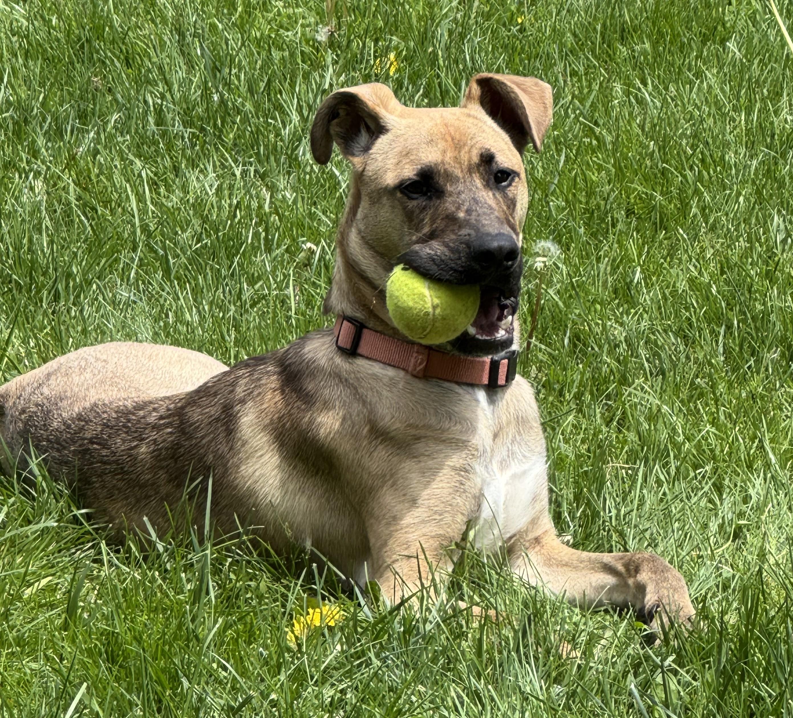 LILY, a Adopted mixed breed in Westmont, IL image 3/6