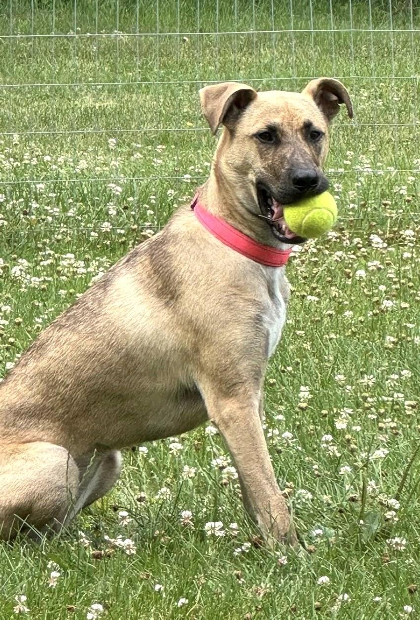 LILY, a Adopted mixed breed in Westmont, IL image 1/6