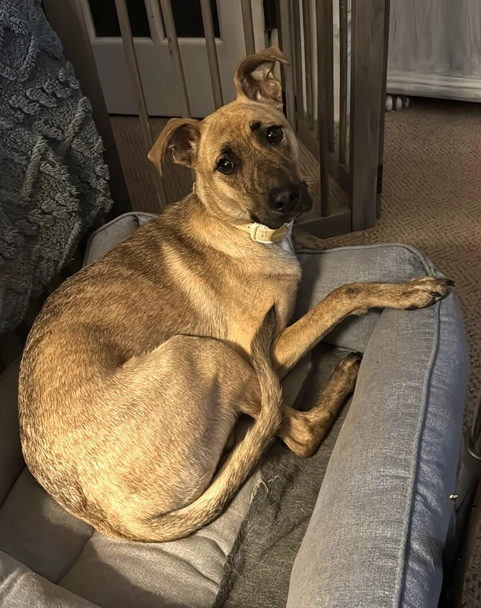 LILY, a Adopted mixed breed in Westmont, IL image 6/6