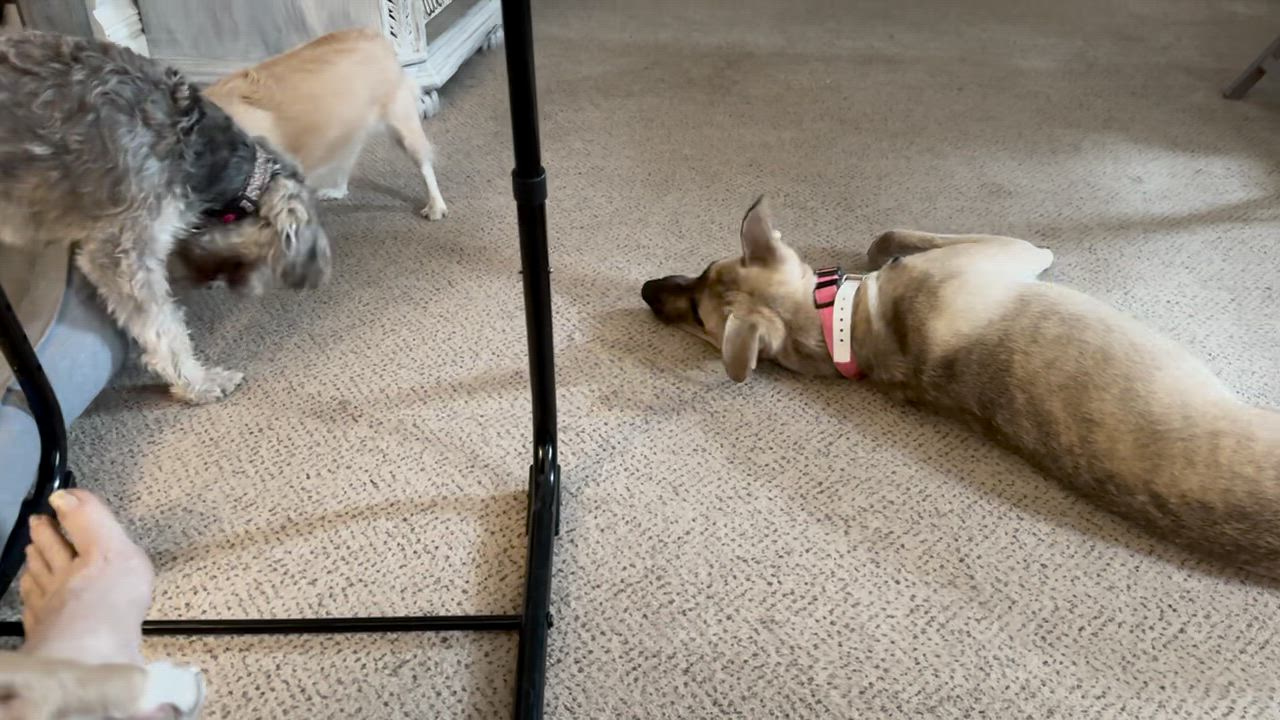 Enlarge LILY, a Adopted mixed breed in Westmont, IL video 2/6