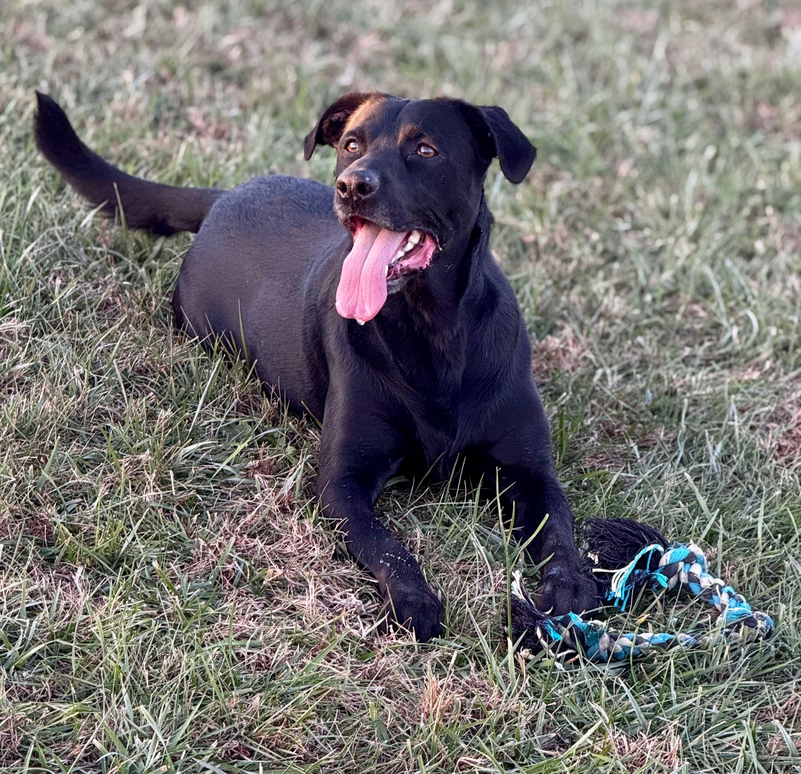 Enlarge Norton, a ADOPTABLE mixed breed in Lisbon, IA image 3/6