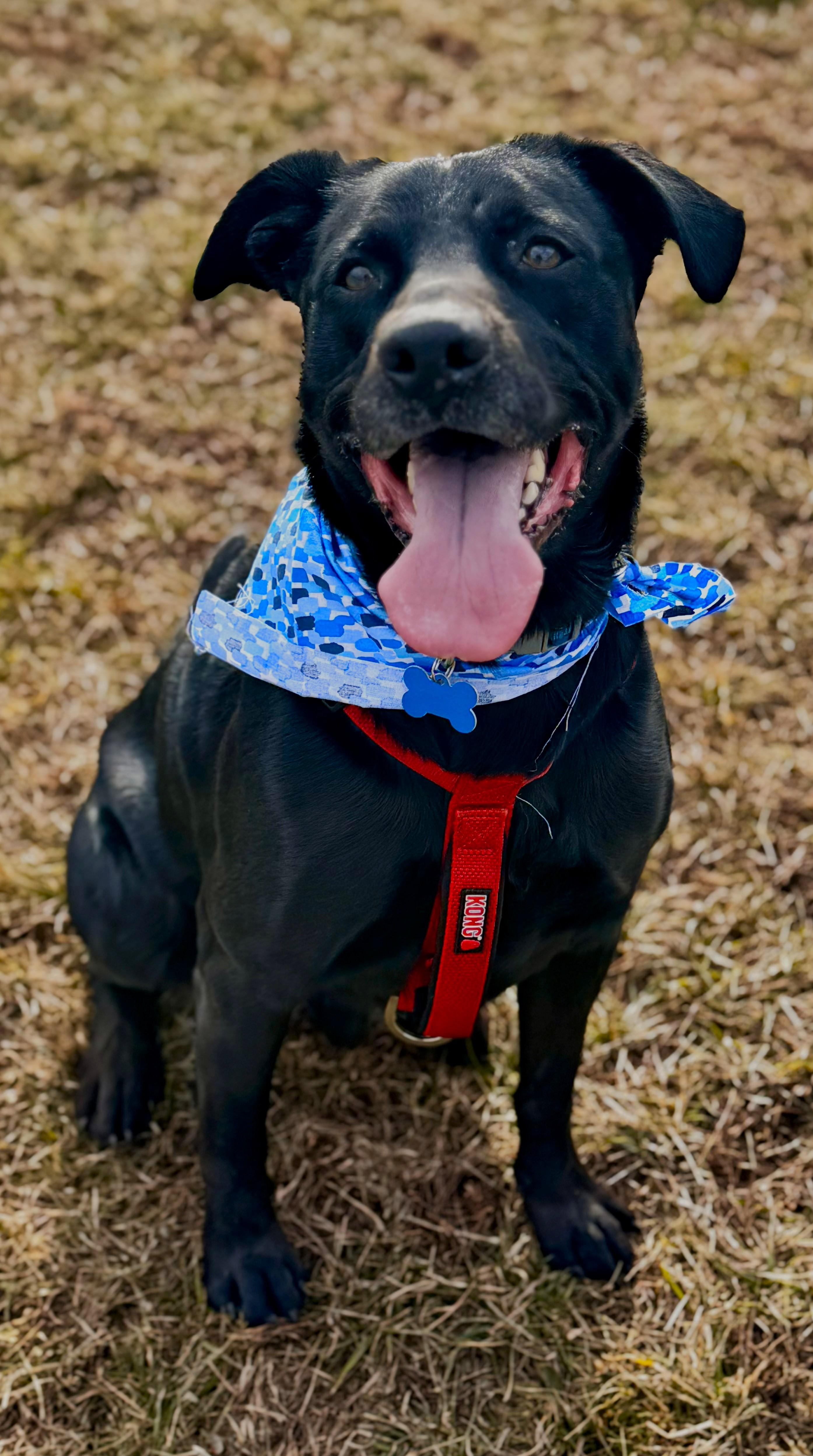 Enlarge Norton, a ADOPTABLE mixed breed in Lisbon, IA image 2/6