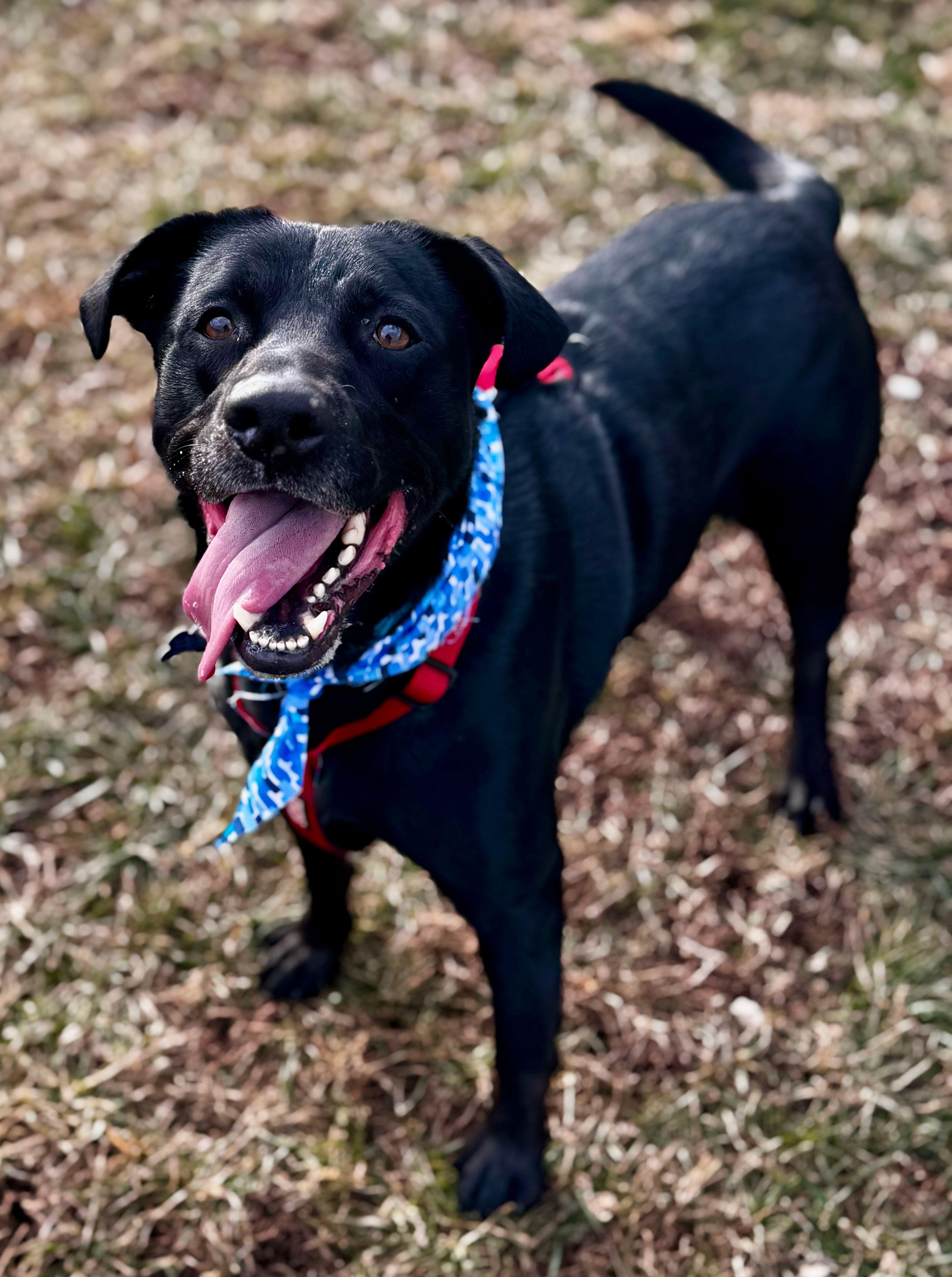 Norton, ADOPTABLE, Adult Male Labrador Retriever.