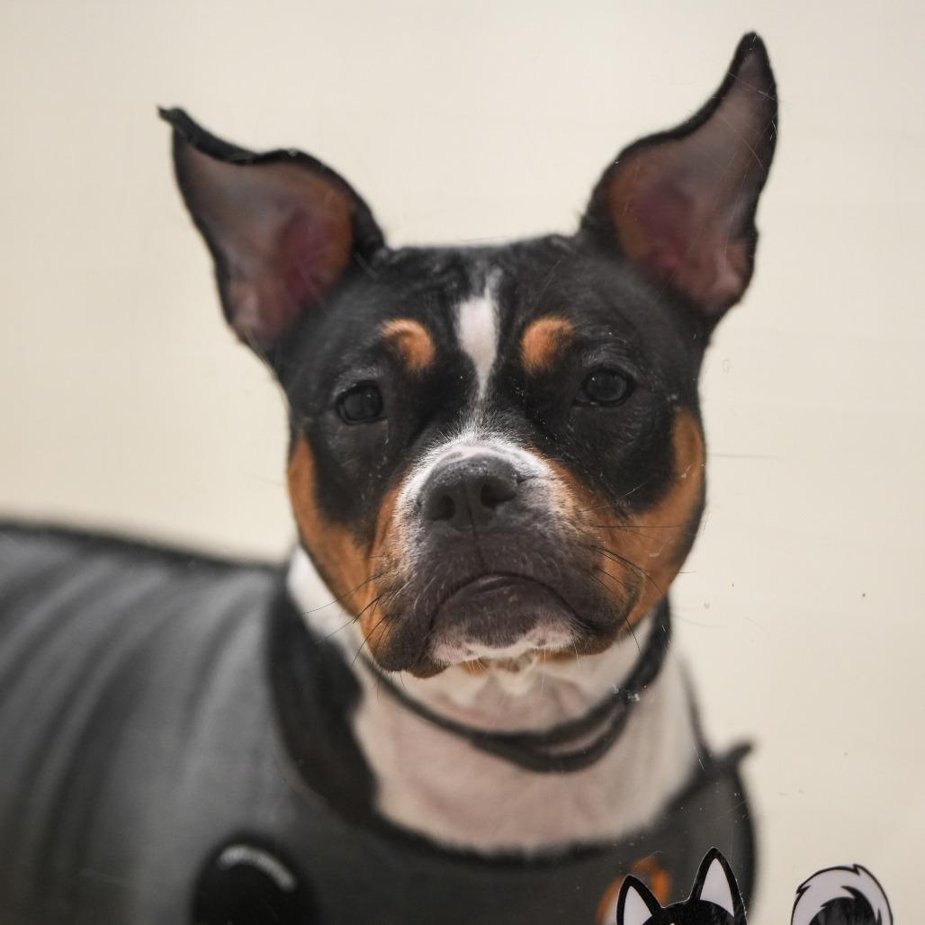 Enlarge Gracie, a Adoptable mixed breed in Nashville, TN image 1/6