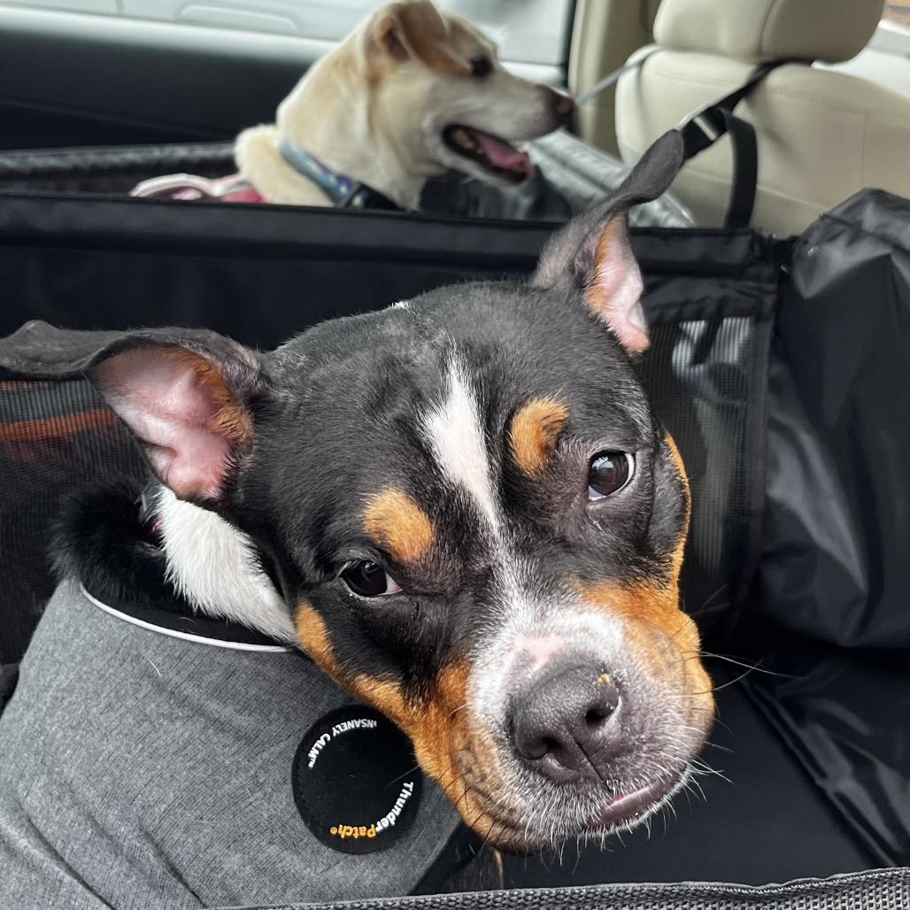 Enlarge Gracie, a Adoptable mixed breed in Nashville, TN image 3/6