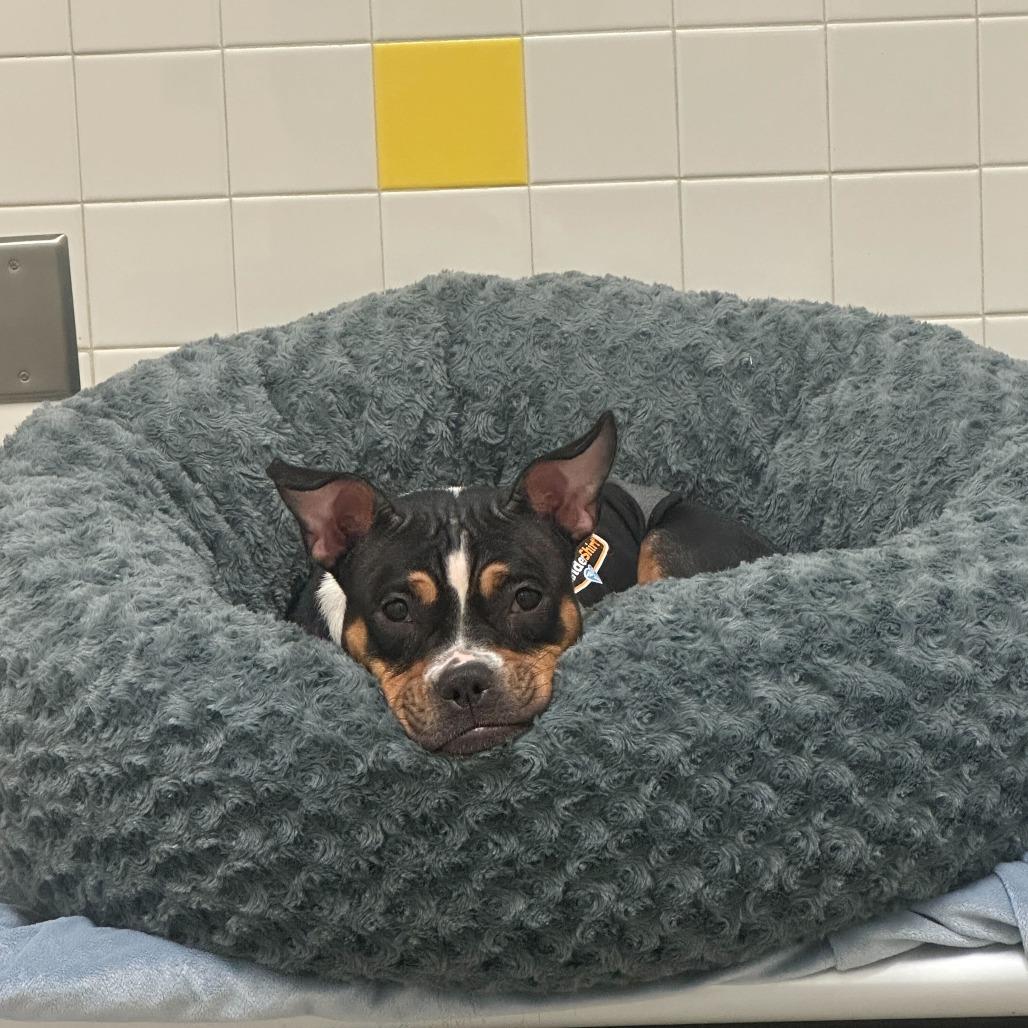 Enlarge Gracie, a Adoptable mixed breed in Nashville, TN image 5/6