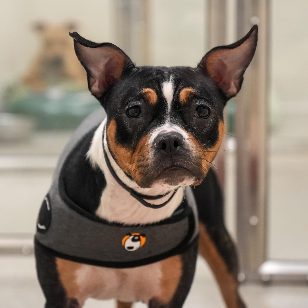 Enlarge Gracie, a Adoptable mixed breed in Nashville, TN image 6/6