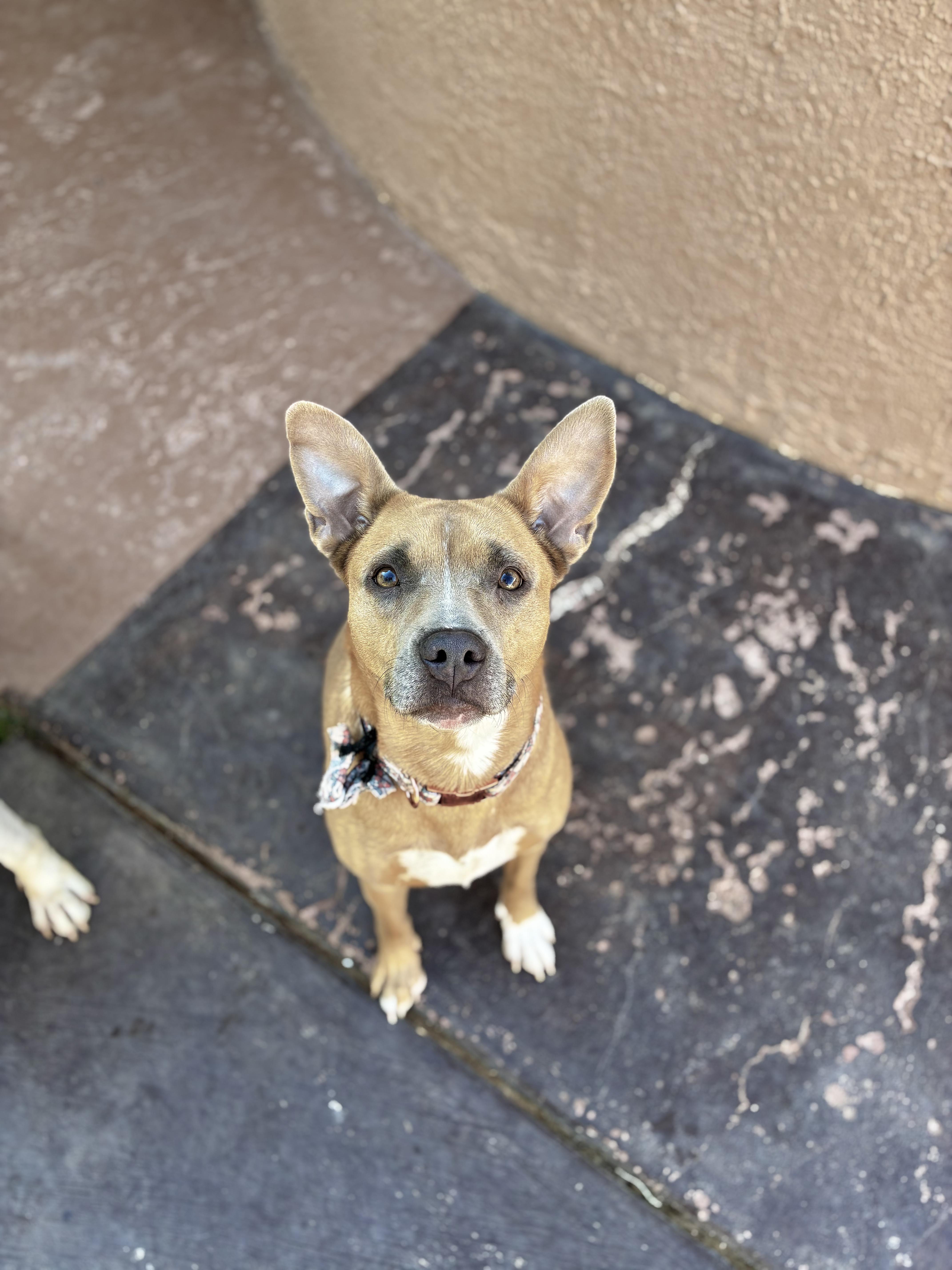 Poppy, a ADOPTABLE mixed breed in El Paso, TX image 1/6