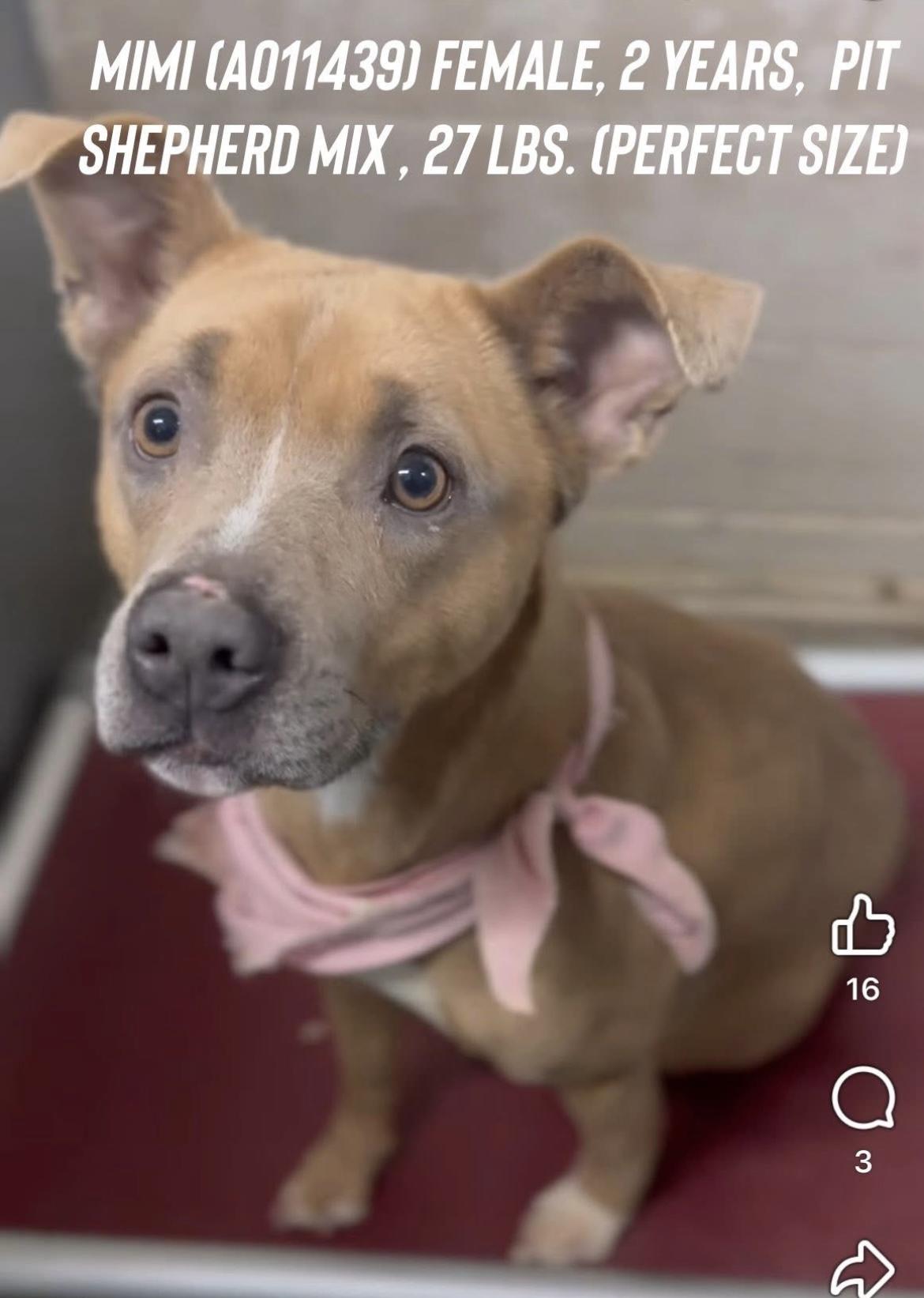 Poppy, a ADOPTABLE mixed breed in El Paso, TX image 3/6