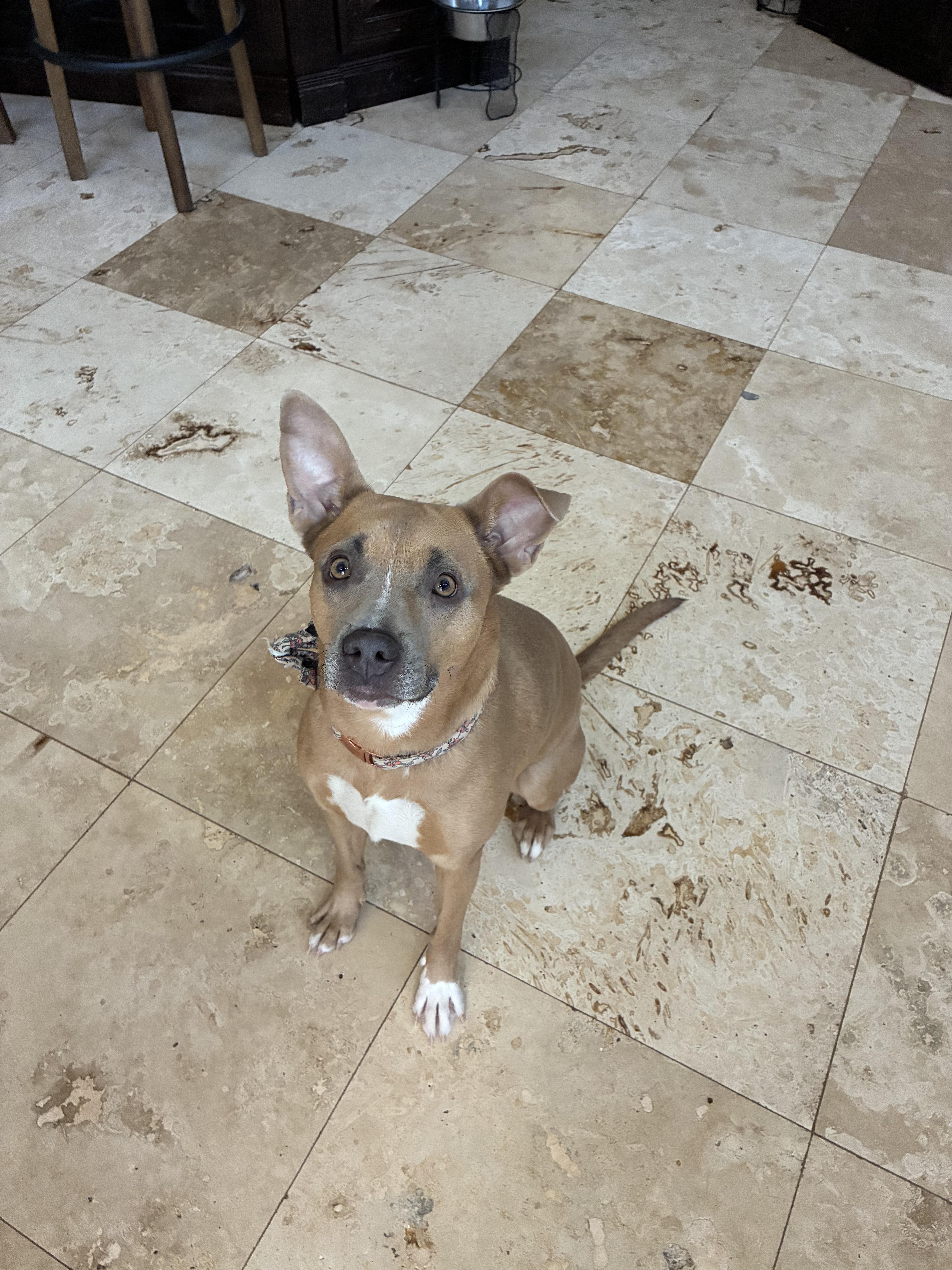 Poppy, a ADOPTABLE mixed breed in El Paso, TX image 2/6