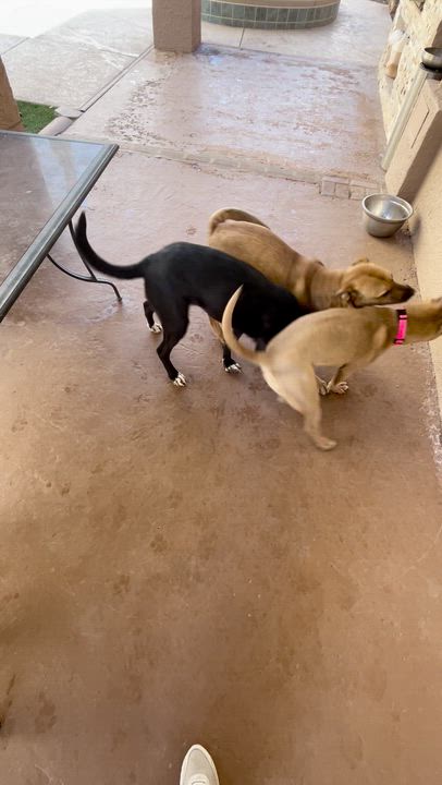 Enlarge Poppy, a ADOPTABLE mixed breed in El Paso, TX video 6/6