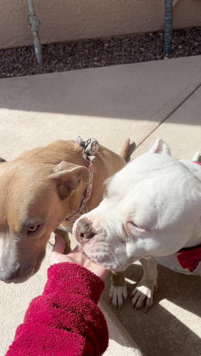 Enlarge Poppy, a ADOPTABLE mixed breed in El Paso, TX video 4/6