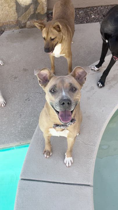 Enlarge Poppy, a ADOPTABLE mixed breed in El Paso, TX video 5/6