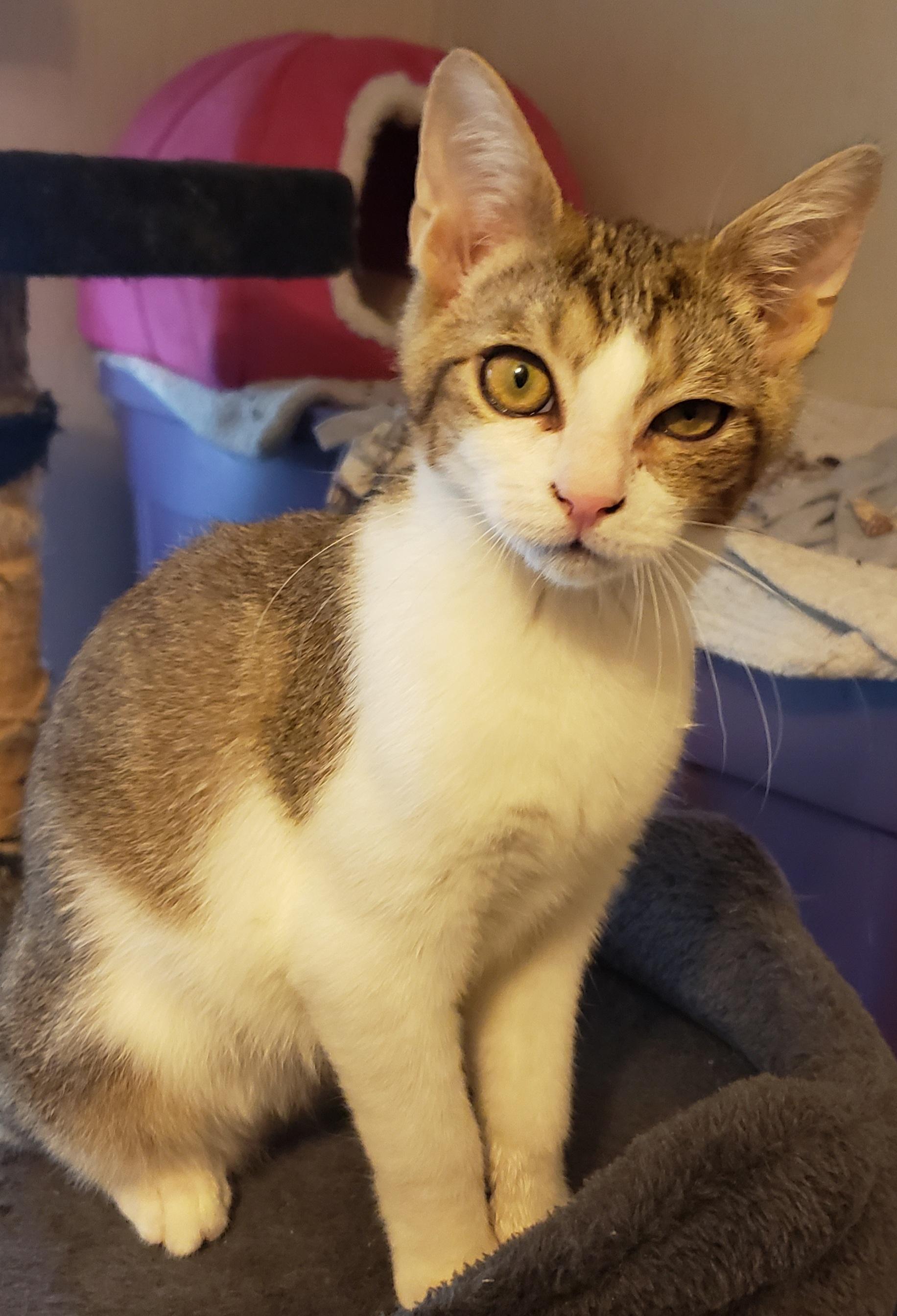 Ham (bonded with Cheese)