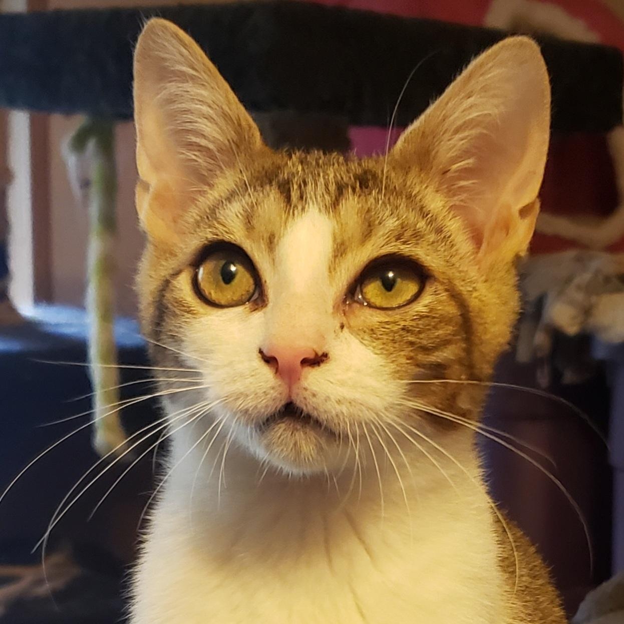 Enlarge Ham (bonded with Cheese), an adoptable Domestic Short Hair in Silverton, OR image 1/2