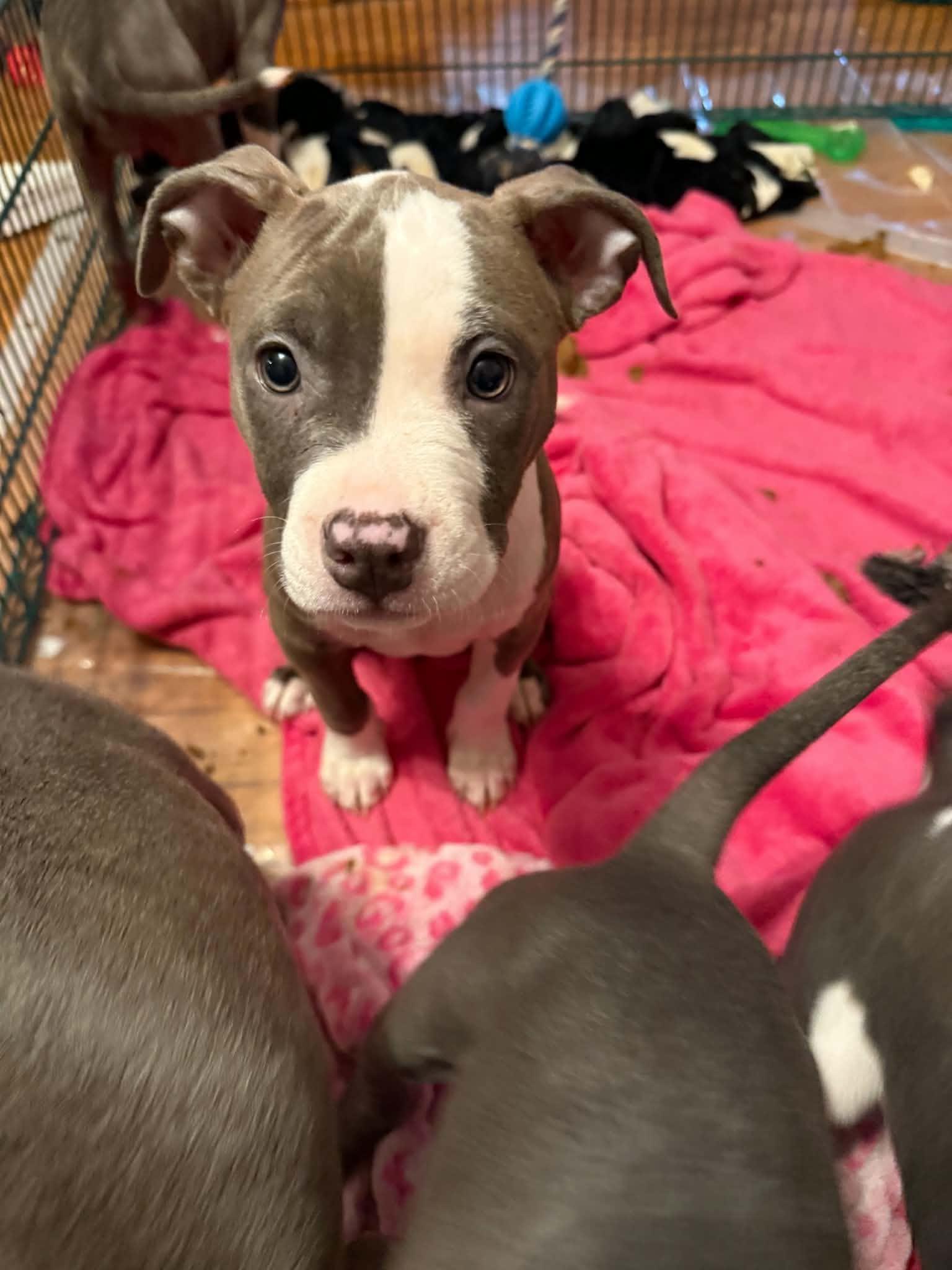 Enlarge Princess, a Adopted Pit Bull Terrier in Cedar Rapids, IA image 3/6
