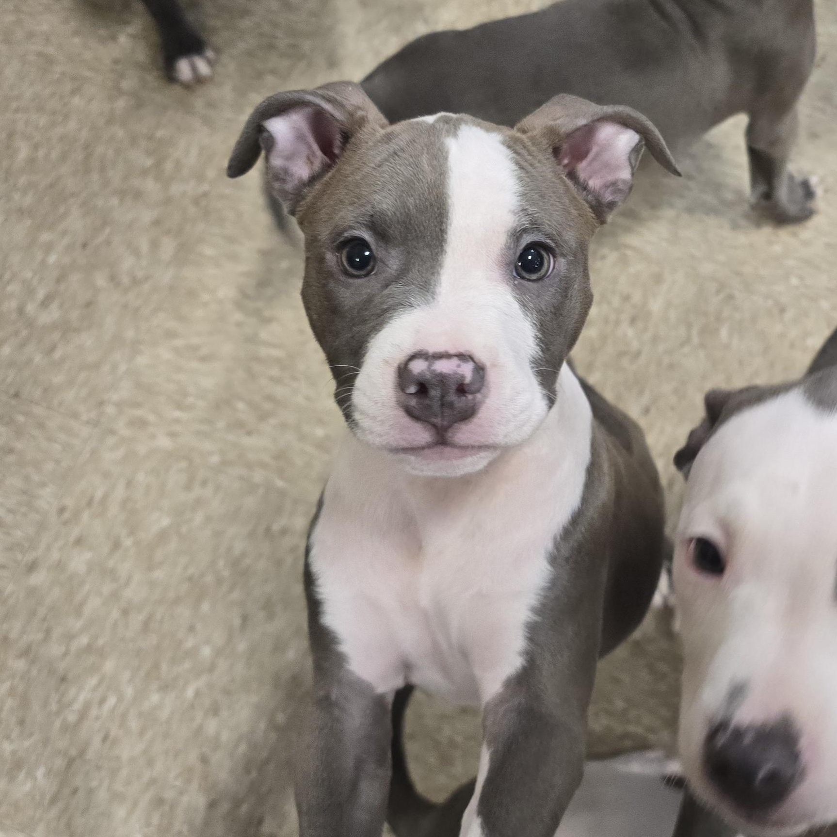 Princess, Adopted, Puppy Female Pit Bull Terrier.
