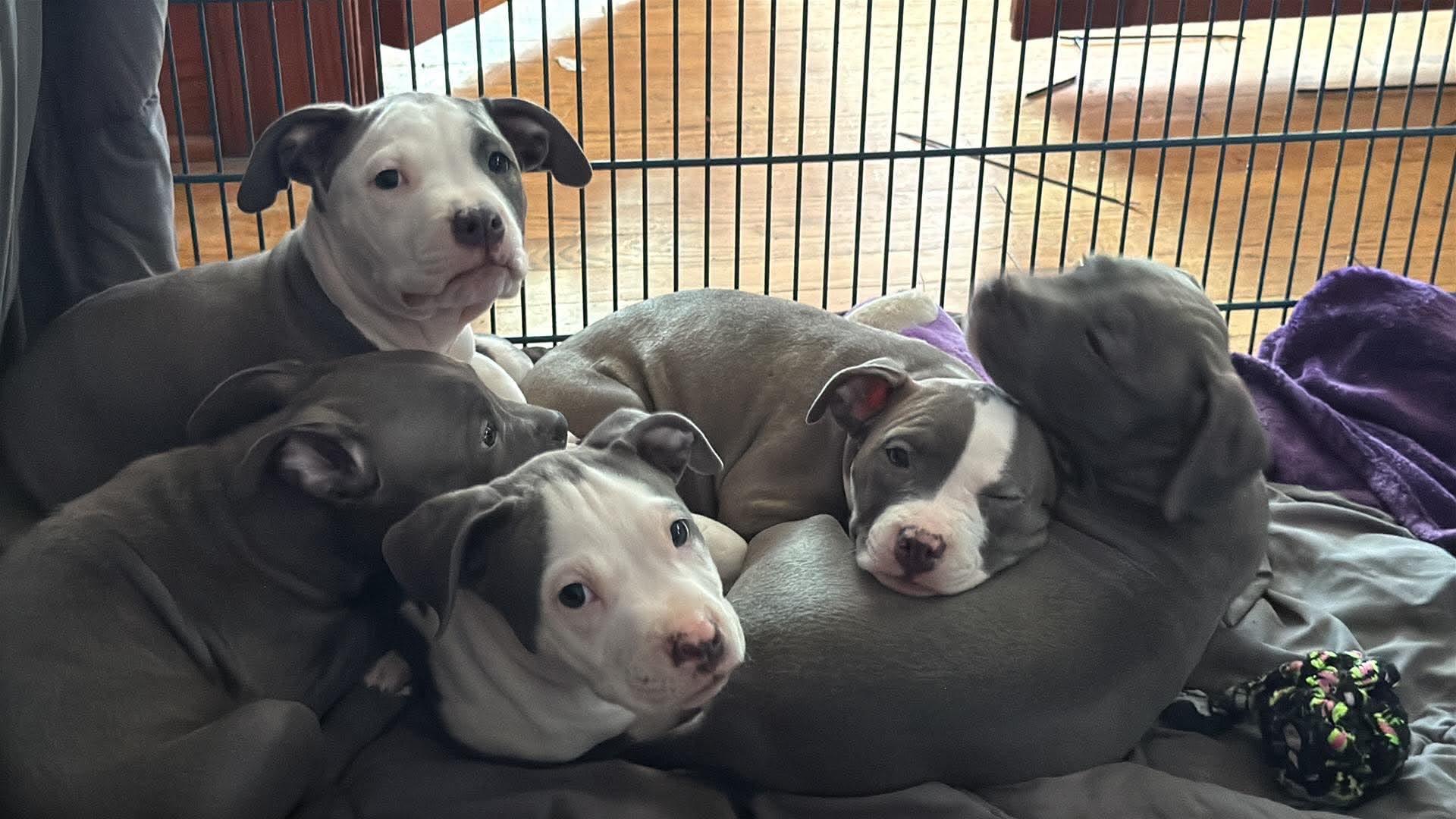 Enlarge Princess, a Adopted Pit Bull Terrier in Cedar Rapids, IA image 4/6