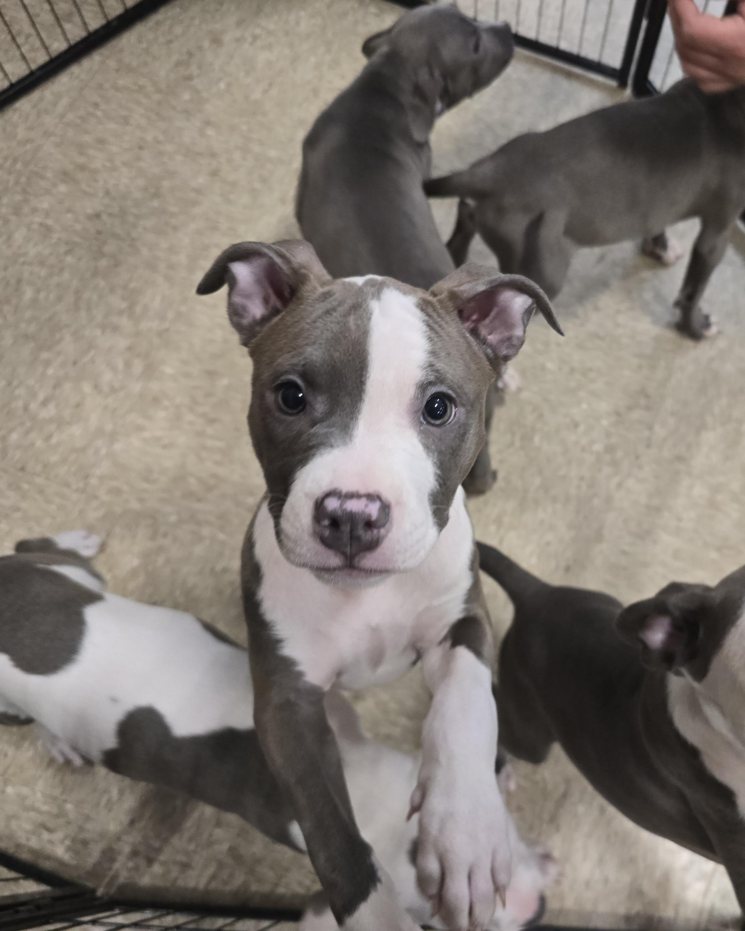 Enlarge Princess, a Adopted Pit Bull Terrier in Cedar Rapids, IA image 5/6