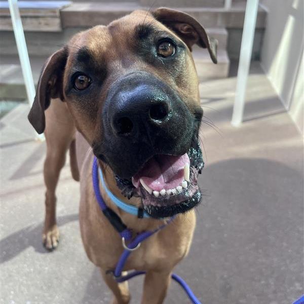Enlarge Moose, a Adoptable Mixed Breed in Bentonville, AR image 1/4