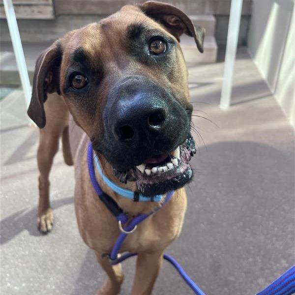 Enlarge Moose, a Adoptable Mixed Breed in Bentonville, AR image 2/4