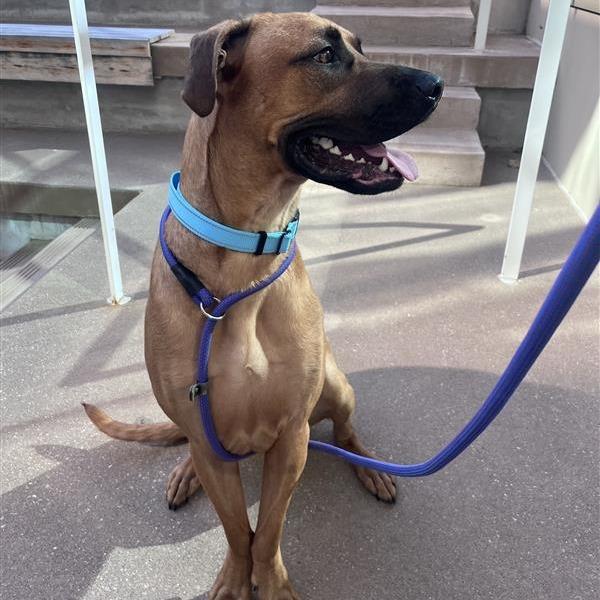 Enlarge Moose, a Adoptable Mixed Breed in Bentonville, AR image 4/4