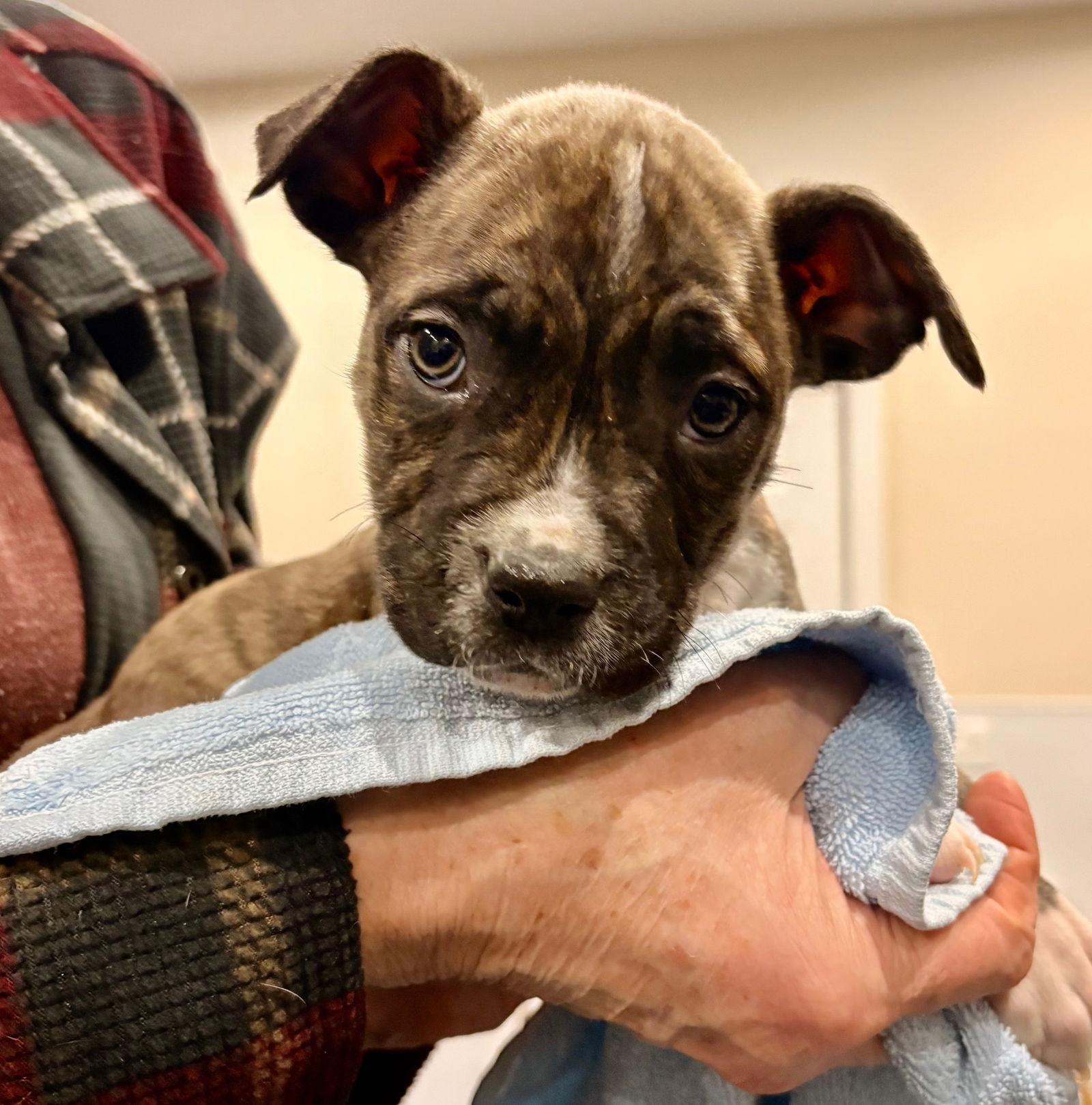 Wink, Adoptable, Puppy Male Pit Bull Terrier.