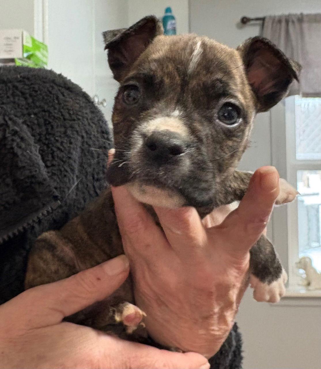 Wink, Adoptable, Puppy Male Pit Bull Terrier.