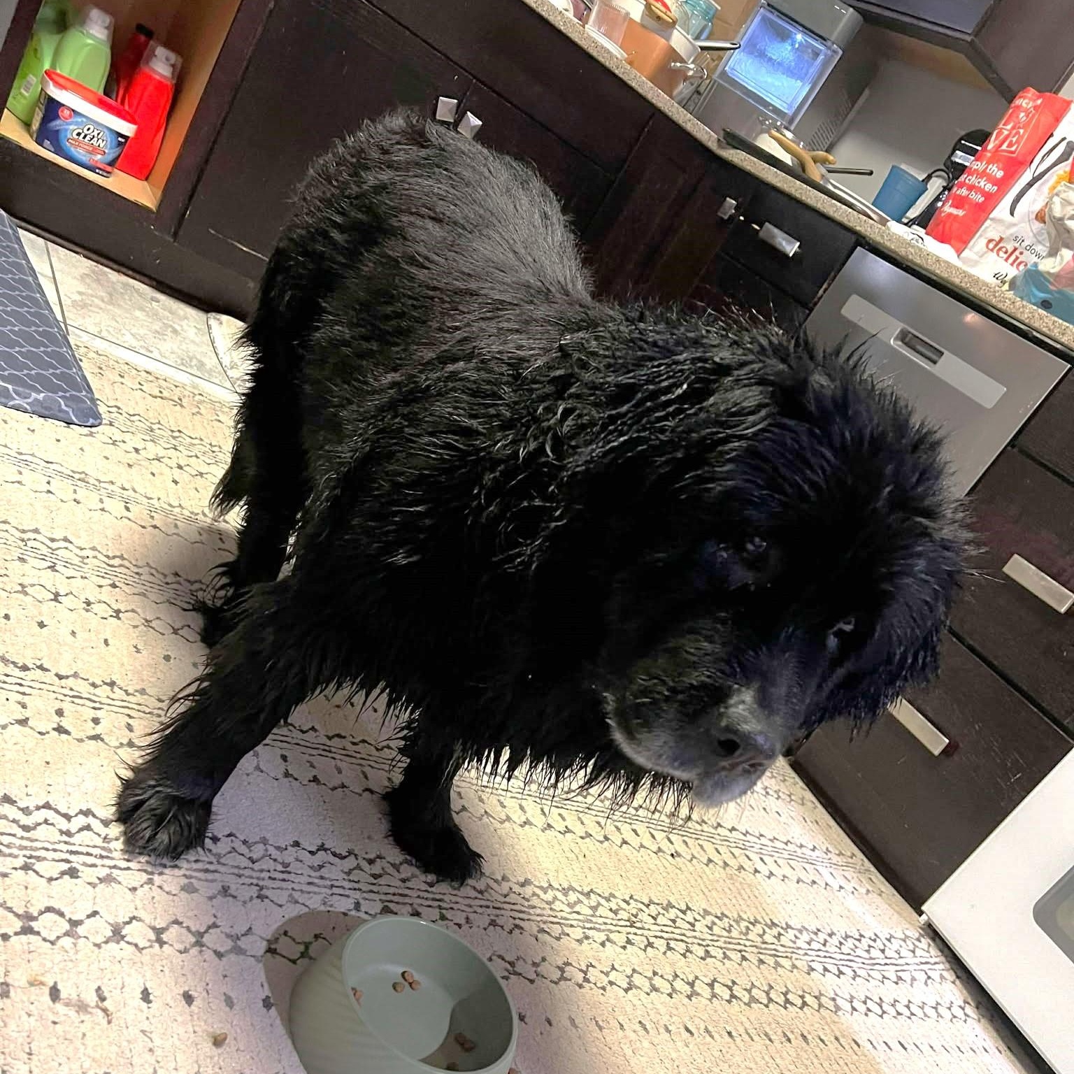 Salty, Adoptable, Senior Female Newfoundland Dog.