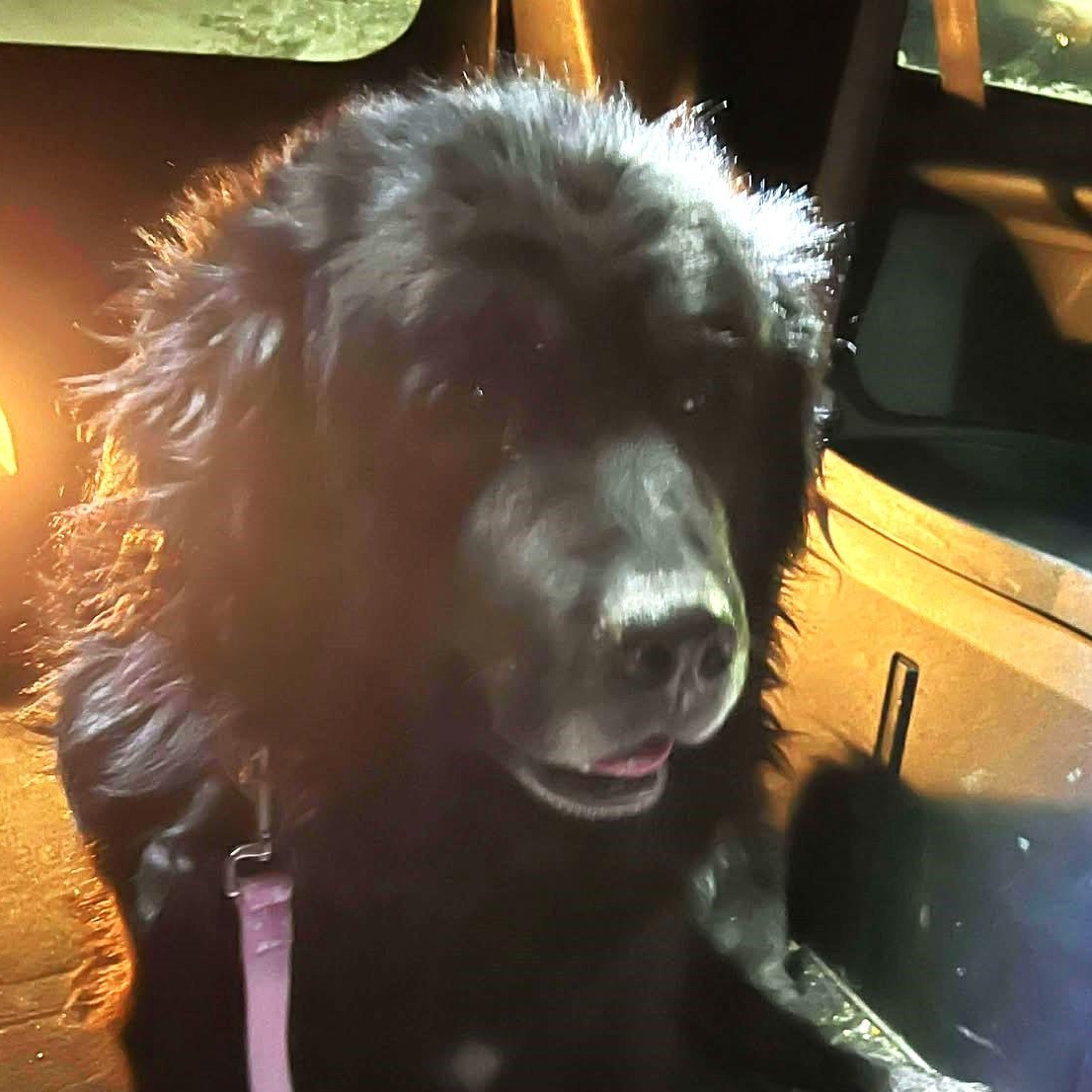 Enlarge Salty, a Adoptable Newfoundland Dog in Rochester, NY image 2/3