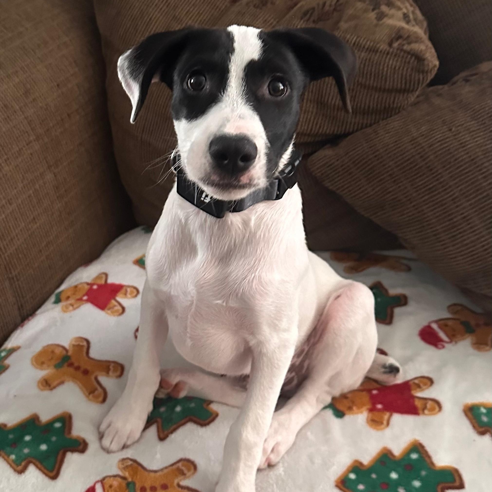 Zorro, ADOPTABLE, Puppy Male Terrier.