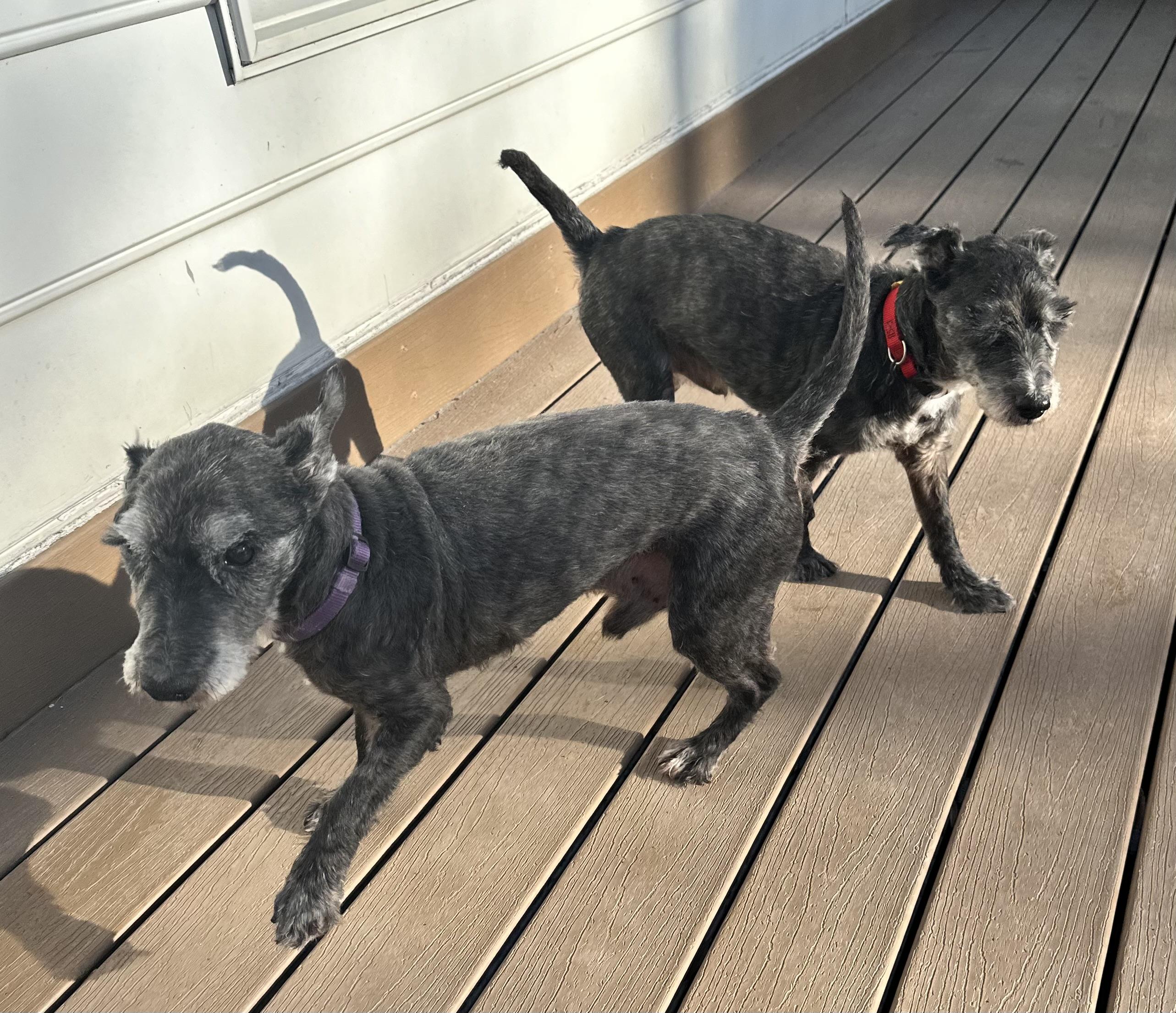 Biscuit And Gravy thumbnail 2