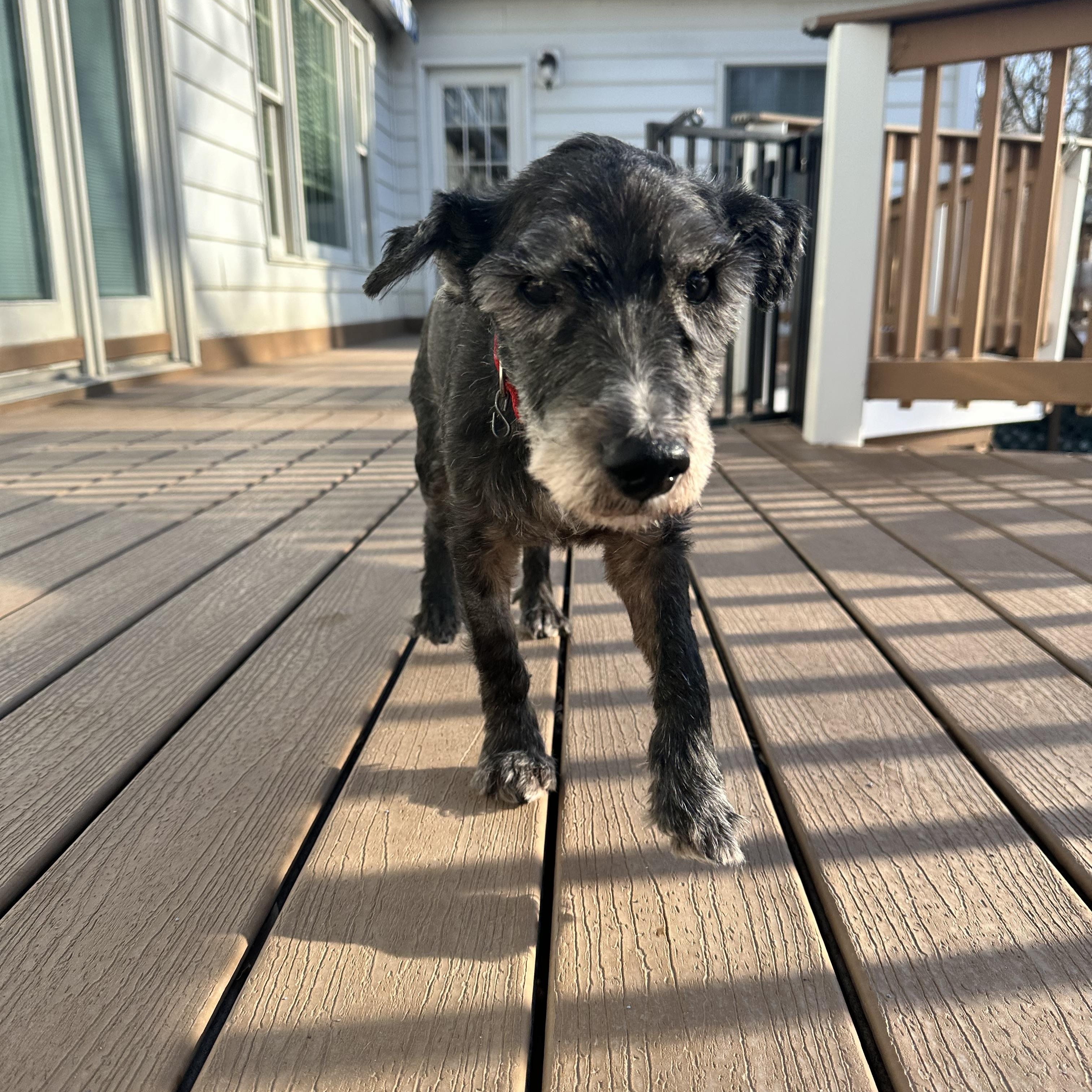 Biscuit and Gravy, Adoptable, Senior Male Scottish Terrier.