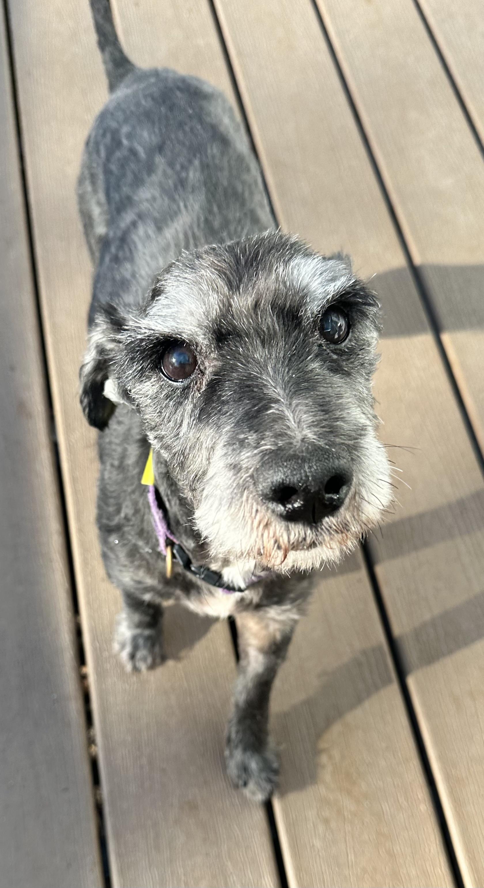 Enlarge Biscuit and Gravy, a Adoptable mixed breed in Silver Spring, MD image 4/5