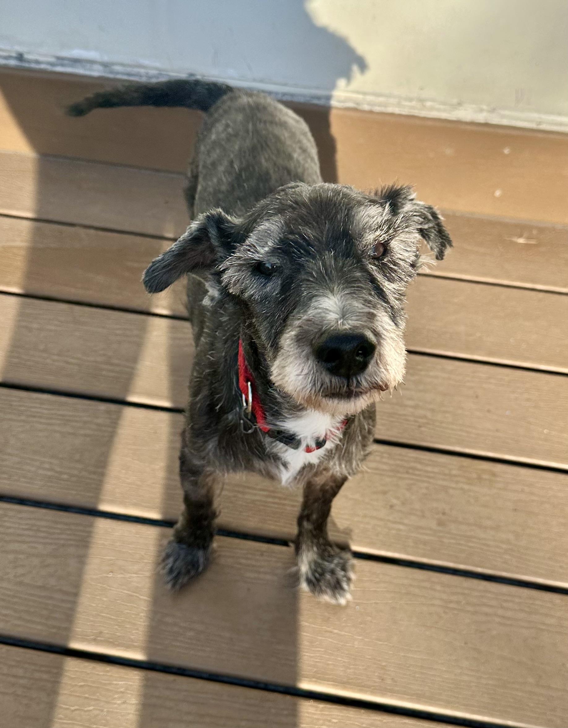 Enlarge Biscuit and Gravy, a Adoptable mixed breed in Silver Spring, MD image 5/5