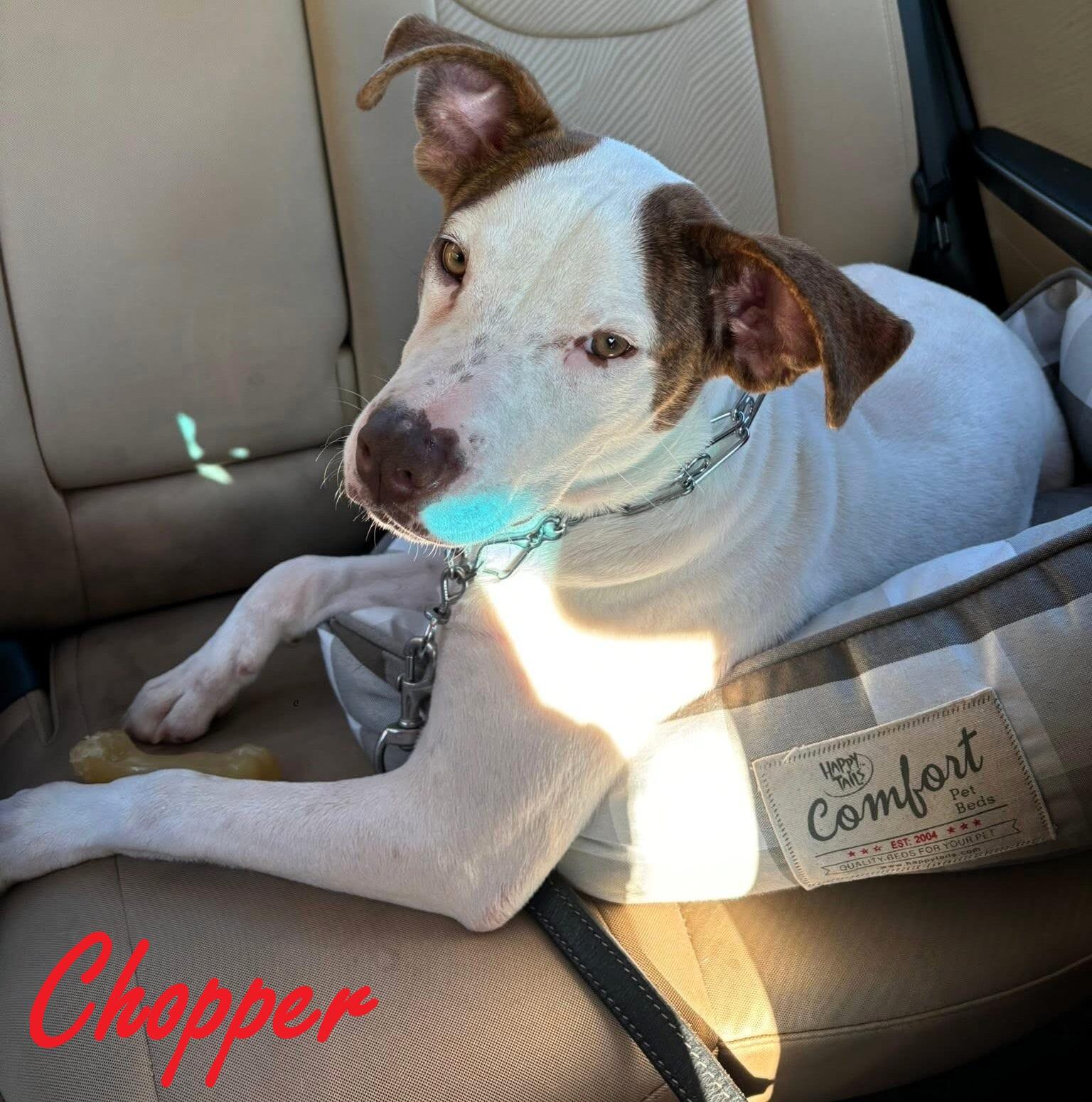 Chopper, Adopted, Young Male Hound.