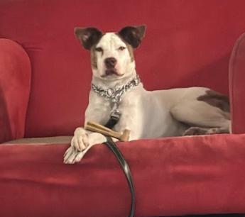 Enlarge Chopper, a Adopted mixed breed in Cantonment, FL image 2/2