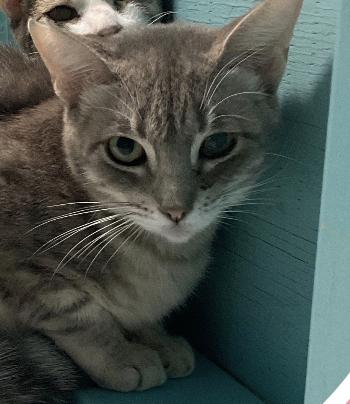 Serenity, an adoptable Domestic Short Hair in Aiea, HI, 96701 | Photo Image 1