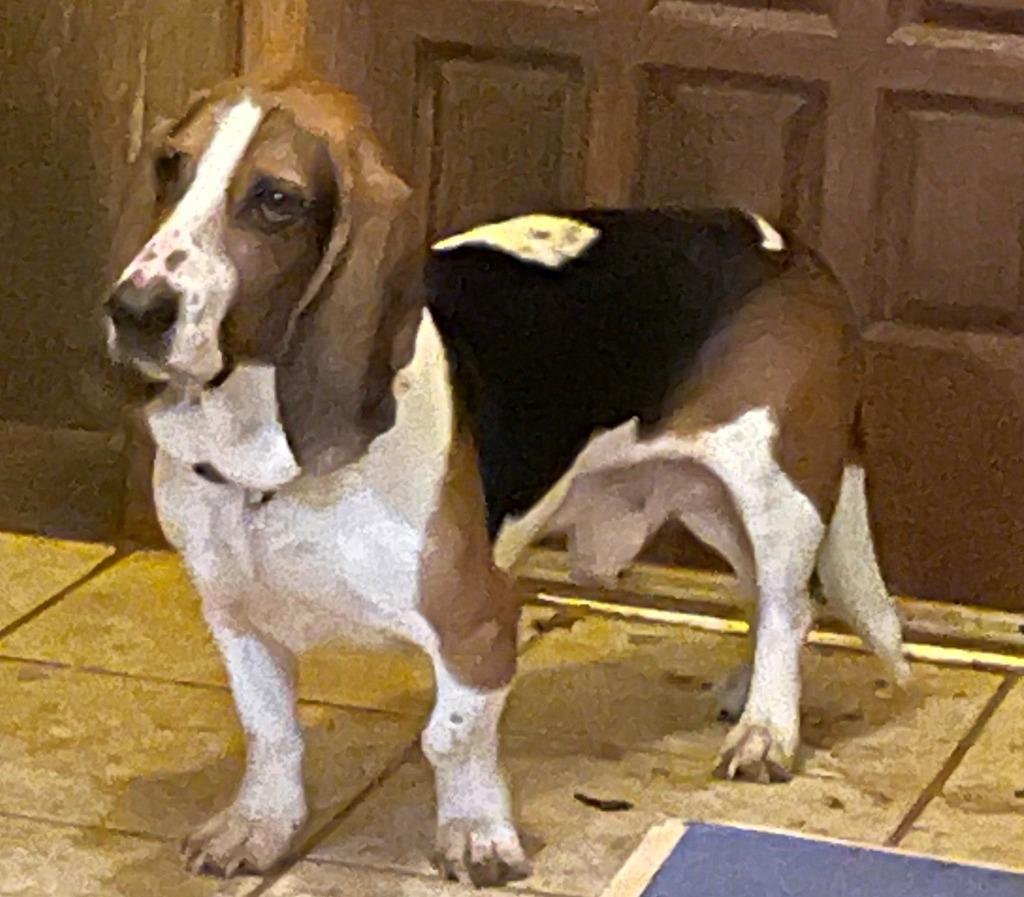 Cash, Adoptable, Adult Male Basset Hound.